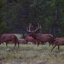 Grand Tetons Elk by Matt Halvorson