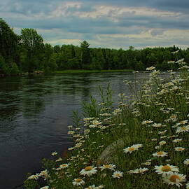 Grandfather Dam Daisies by Dale Kauzlaric