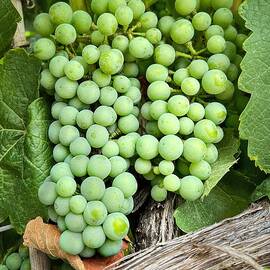 Grapes on the Vine Vineyard by Rebecca Herranen