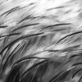 grass in the wind by Matt Halvorson