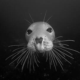 Gray seal by Brian Weber