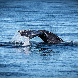 Gray Tail by Matt Halvorson