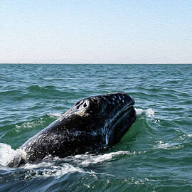 Gray Whale 1B by Sally Fuller