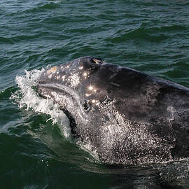 Gray Whale 3A by Sally Fuller