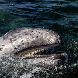 Gray Whale 5A by Sally Fuller