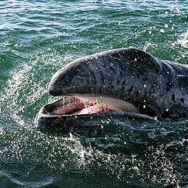Gray Whale 6A by Sally Fuller