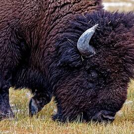 Grazer - Bison, Yellowstone by KJ Swan