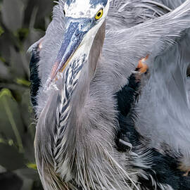 Great Blue Heron 103C by Sally Fuller