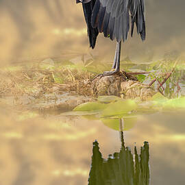 GREAT-BLUE-HERON-97C by Sally Fuller