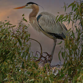 Great Blue Heron at Dusk by Joe Fisher