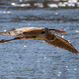 Great Blue Heron Departure by Debra Martz