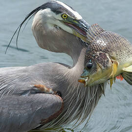 Great Blue Heron Fishing by Rebecca Herranen