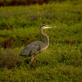 Great Blue Heron in Early Morning by Debra Martz