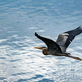 Great Blue Heron In Flight by Beachtown Views