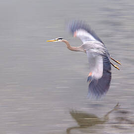 Great Blue Heron in Flight by Mary Lee Dereske