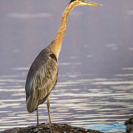 Great Blue Heron in Morning Light by Mike Lee