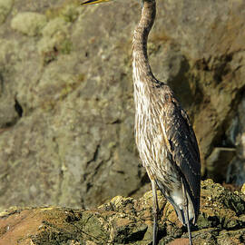Great Blue Heron on Ben Ure Island in Washington State #2 by Nancy Gleason