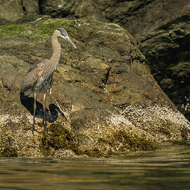 Great Blue Heron on Lopez Island Shore by Nancy Gleason