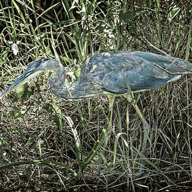 Great Blue Heron on the Hunt - 2 by Kelley King