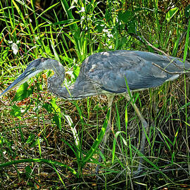 Great Blue Heron on the Hunt by Kelley King