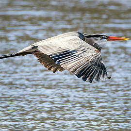 Great Blue Heron Soaring By by Debra Martz