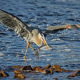 Great Blue Heron Spear Fishing by Susan Candelario