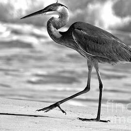 Great Blue Heron Stepping Along The Beach Black And White by Adam Jewell