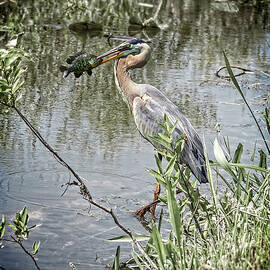 Great Blue Heron with Fish - 2 by Kelley King