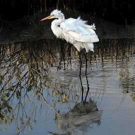 Great Egret 29A by Sally Fuller