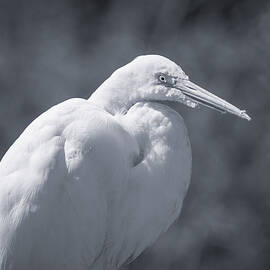 Great Egret 76B by Sally Fuller