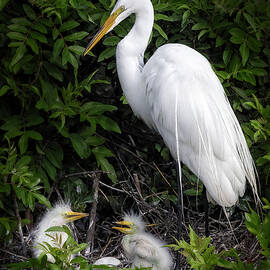 Great Egret And Chicks by Susan Candelario