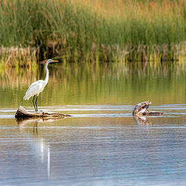 Great Egret by Mike Lee