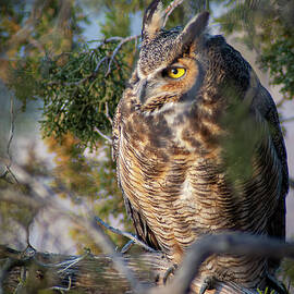 Great Horned Owl-Bubo virginianus-in Juniper Tree by Mary Lee Dereske