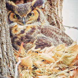 Great Horned Owl in Early Spring Nest by Natural Focal Point Photography