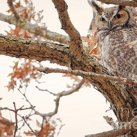 Great Horned Owl Male a Suburban Park Tree by Natural Focal Point Photography