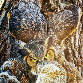 Great Horned Owl Nesting by Natural Focal Point Photography