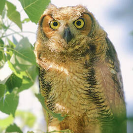 Great Horned Owlet at Richardson Nature Center by Natural Focal Point Photography
