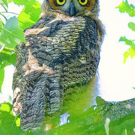 Great Horned Owlet in a Bloomington, MN Nature Center by Natural Focal Point Photography
