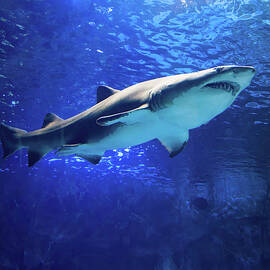 great white shark by Flees Photos