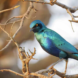 Greater Blue Eared Starling on a Branch by Natural Focal Point Photography