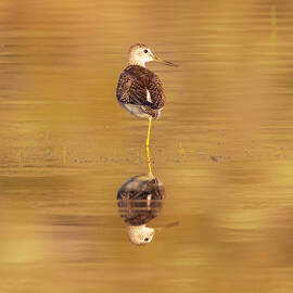 Greater Yellowleg - Lassen County California by Mike Lee