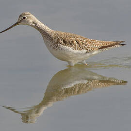 Greater Yellowlegs Wading in a Wetland by Nancy Gleason