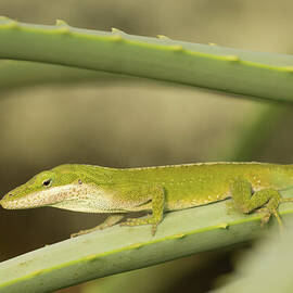 Green Anole on a Perch by Nancy Gleason