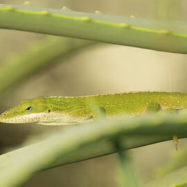 Green Anole Trying to Blend In by Nancy Gleason