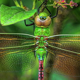 Green Darner Dragonfly Closeup by Dale Kauzlaric