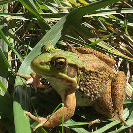Green Frog by Richard Reeve