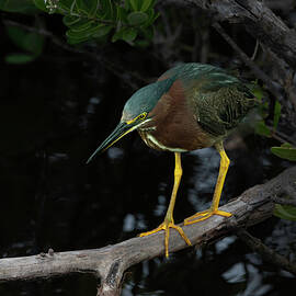 Green Heron 1A by Sally Fuller