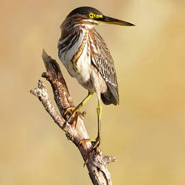 Green Heron 20C by Sally Fuller