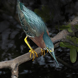 Green Heron 4A by Sally Fuller