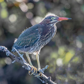 Green Heron 51A by Sally Fuller